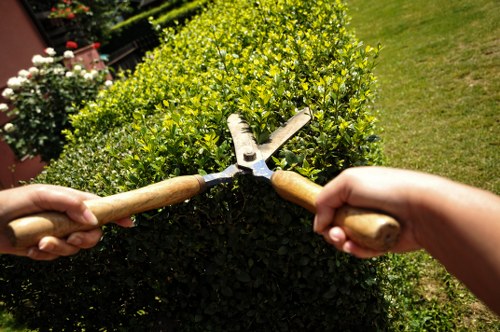 Careful pruning and tree reduction service in Blackheath