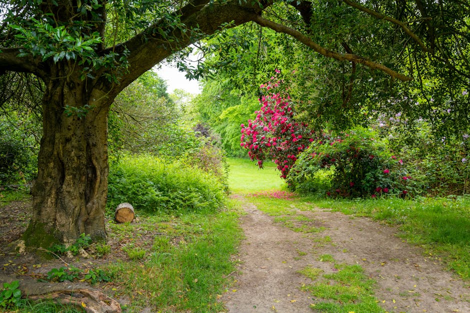 A tranquil garden scene featuring a large, mature tree with textured, gnarled bark and spreading branches overhead, casting dappled shade onto the ground. The garden pathway, made of dirt with patches