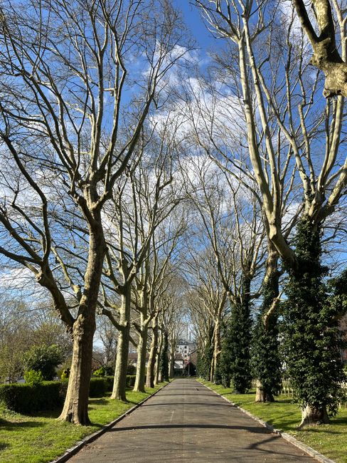 A tranquil garden scene featuring a large, mature tree with textured, gnarled bark and spreading branches overhead, casting dappled shade onto the ground. The garden pathway, made of dirt with patches